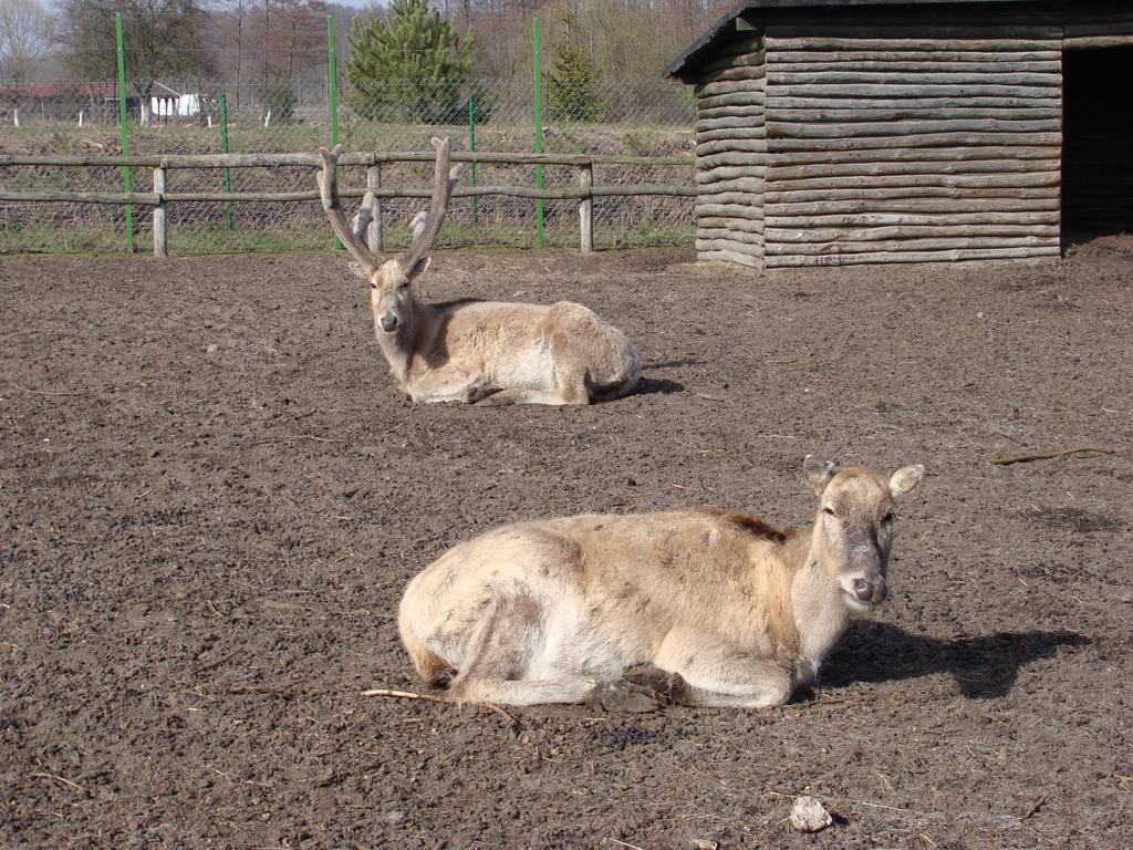 Gospodarstwo Agroturystyczne Ania I Filip Izabelin  ภายนอก รูปภาพ